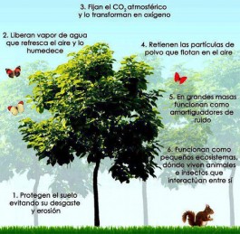 plnatar-arboles-265x259